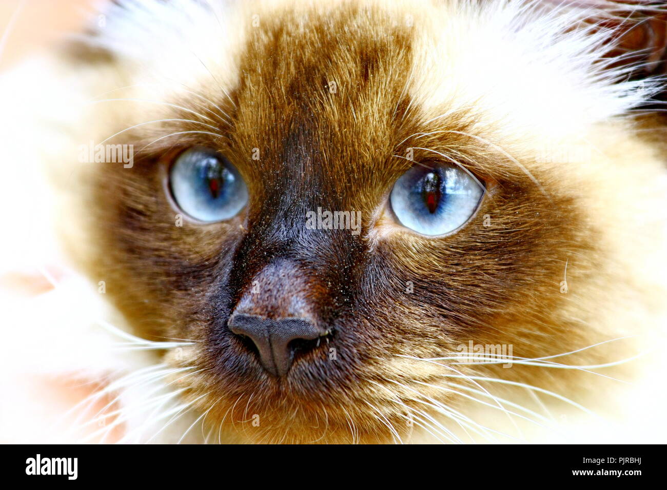 facial close up of blue-eyed siamese cat Stock Photo