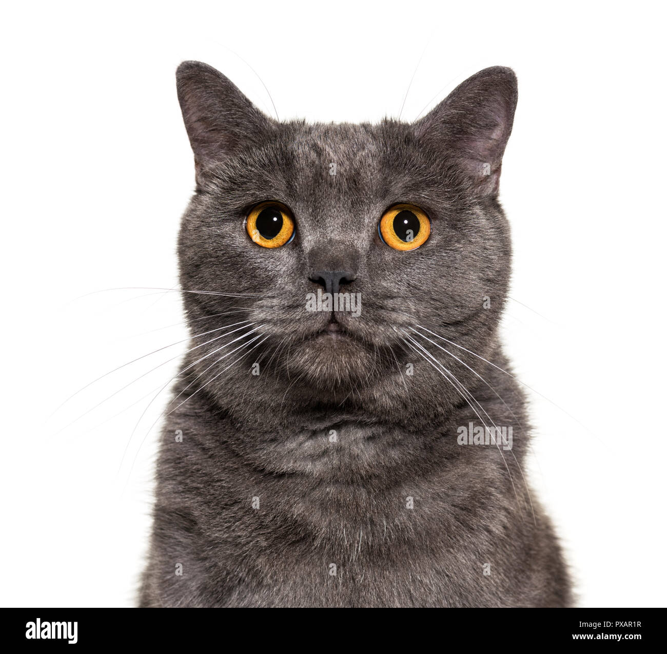 British Shorthair, 4 years old, in front of white background Stock Photo