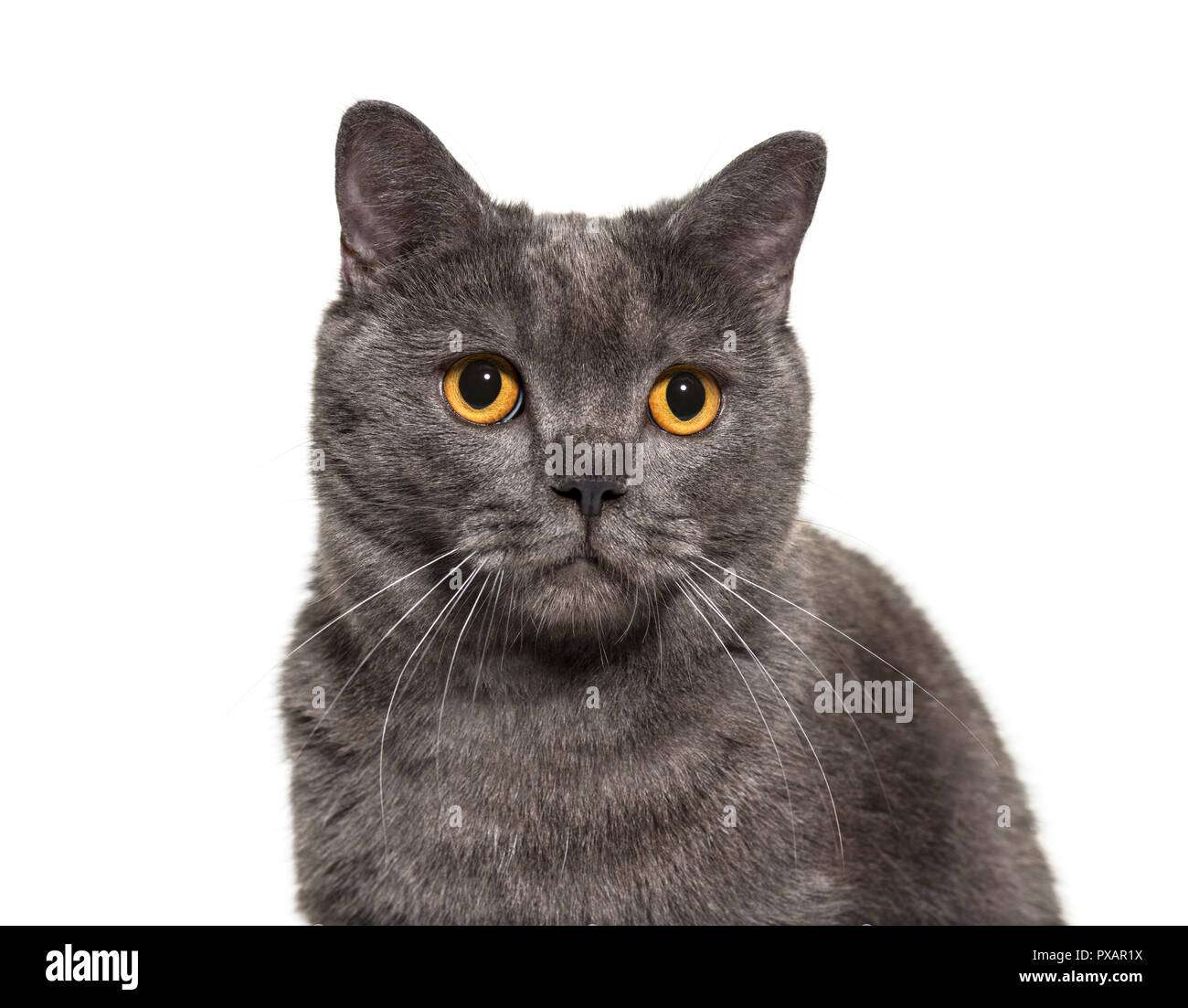 British Shorthair, 4 years old, in front of white background Stock Photo