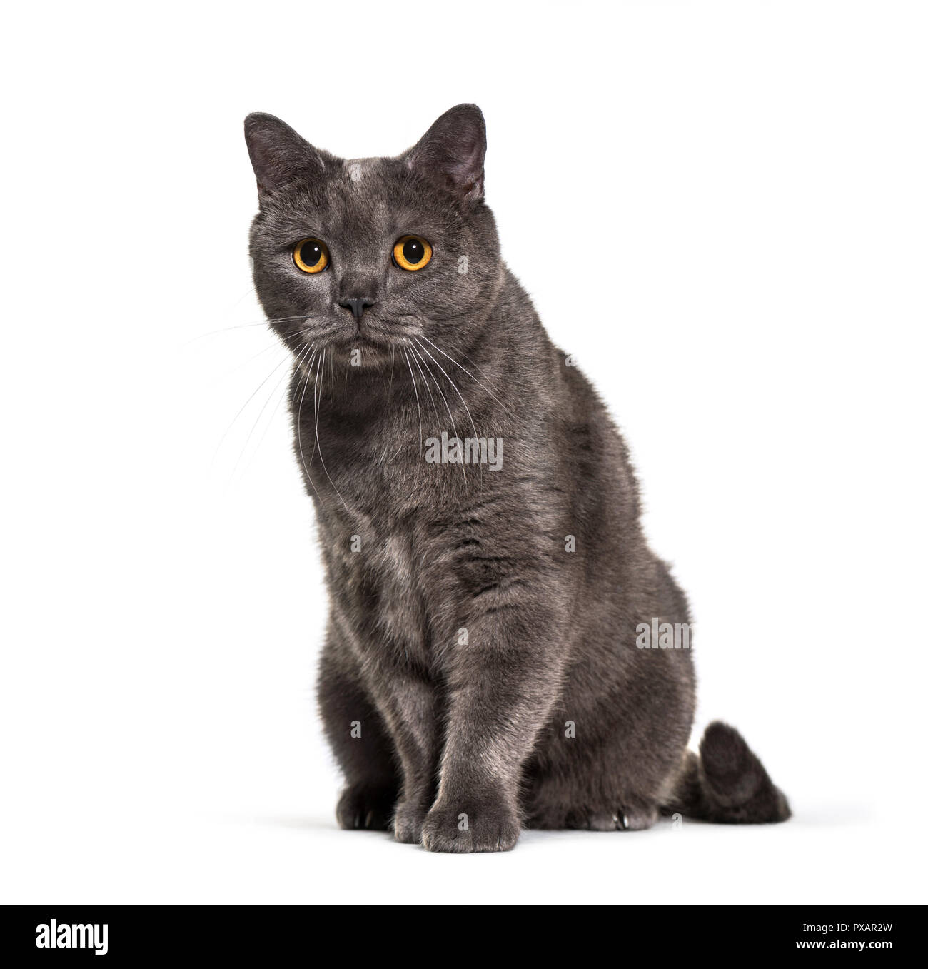 British Shorthair, 4 years old, in front of white background Stock Photo