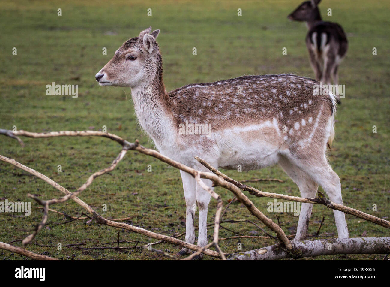 Fallow deer (Damwild / Dama dama) in the winter Stock Photo