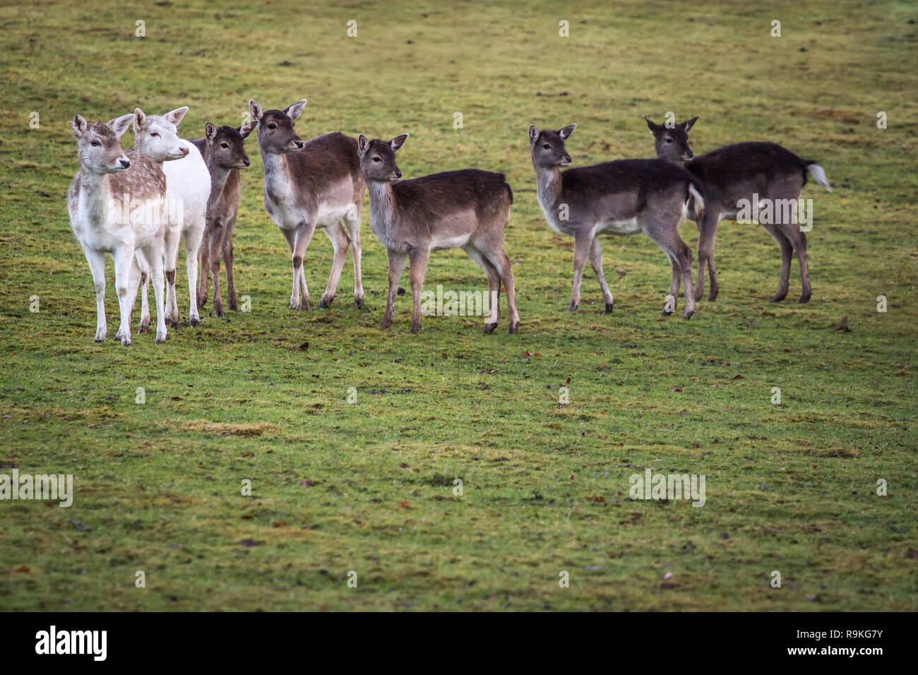 Fallow deer (Damwild / Dama dama) in the winter Stock Photo