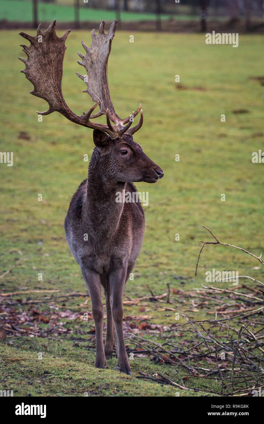 Fallow deer (Damwild / Dama dama) in the winter Stock Photo