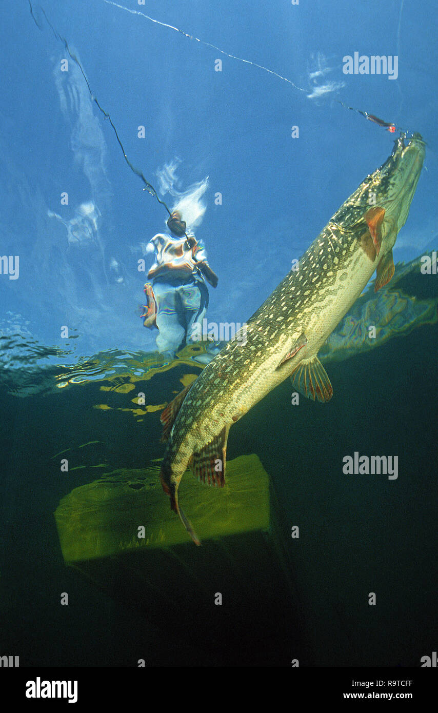 Sport angler catches a  Northern pike (Esox lucius), Lake Constance, Baden-Württemberg, Germany Stock Photo