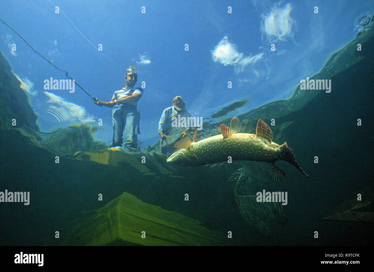 Sport angler catches a  Northern pike (Esox lucius), Lake Constance, Baden-Württemberg, Germany Stock Photo