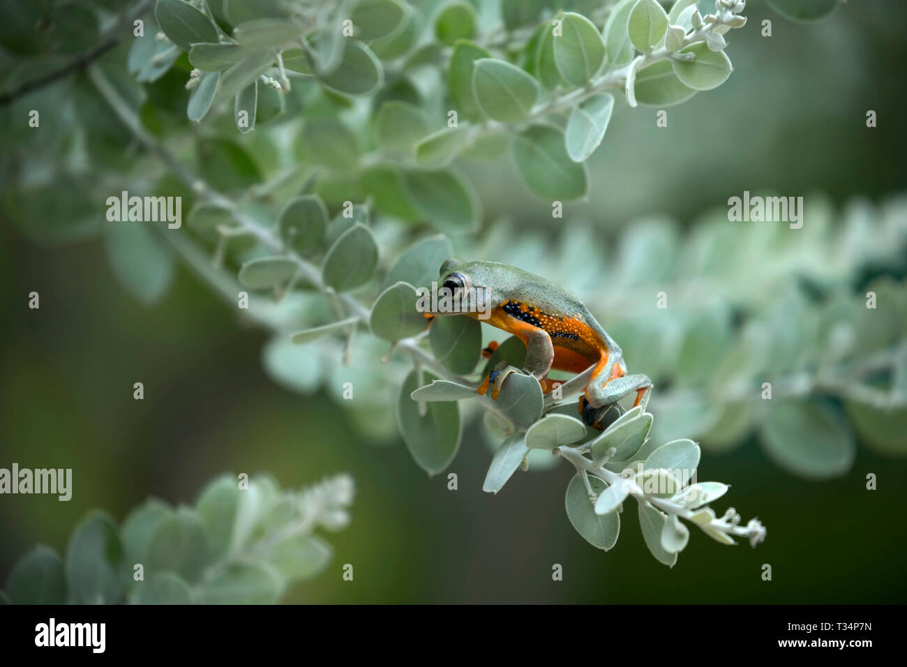 Close-up of a frog on a leaf, Indonesia Stock Photo