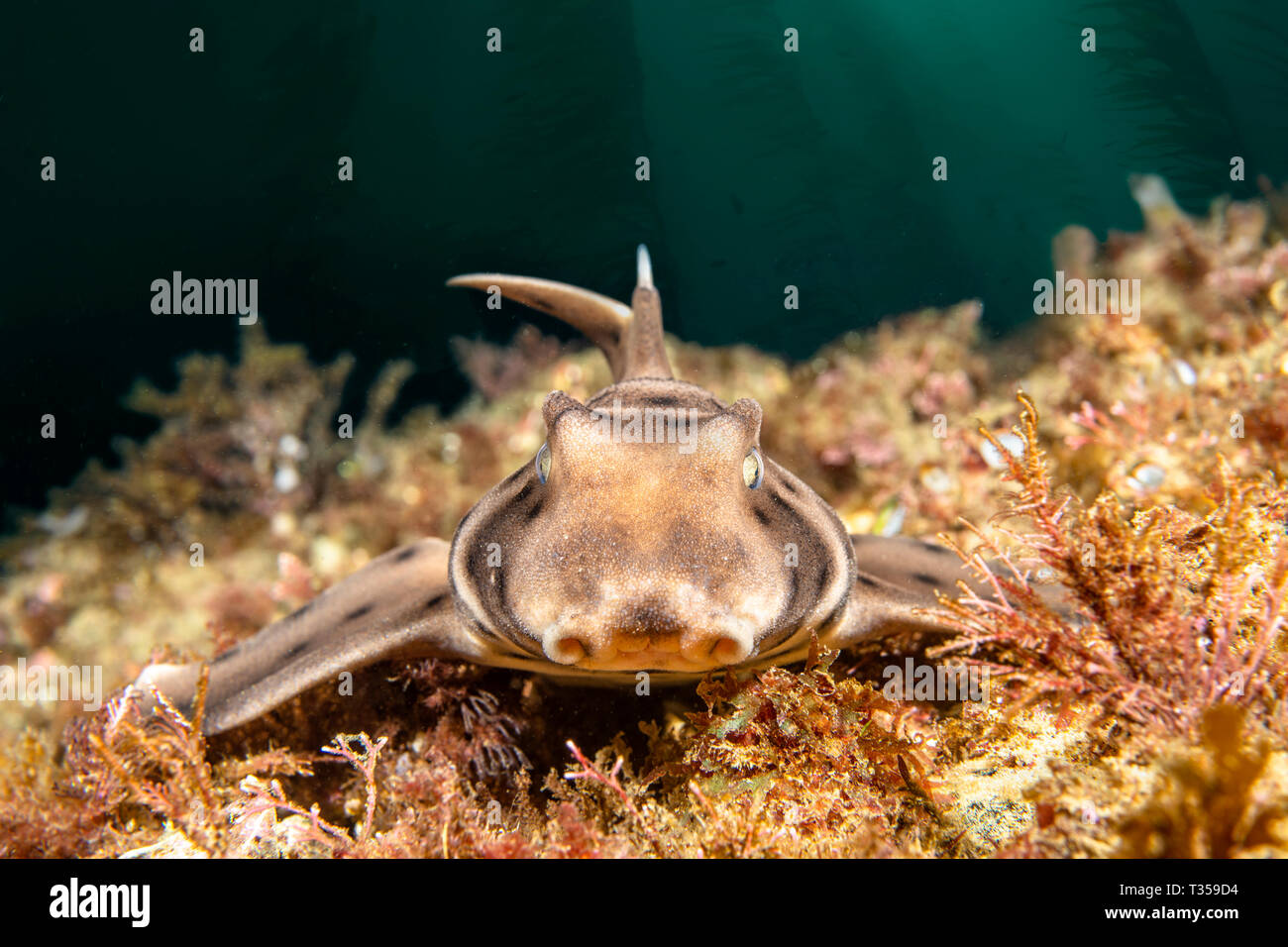 A horn shark on a reef in a California kelp bed rests as it stares into my camera Stock Photo