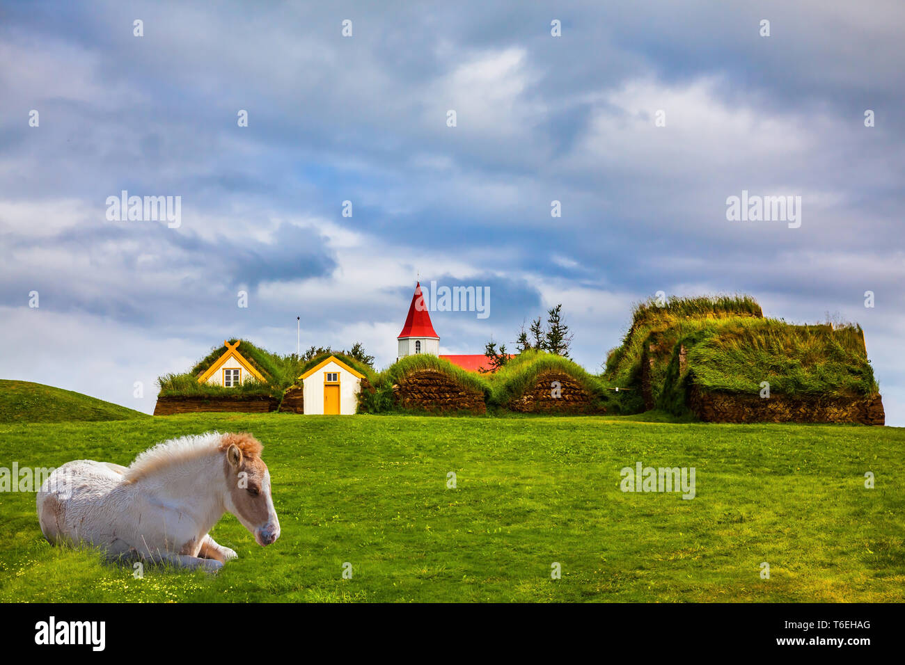 Sleek Icelandic horse Stock Photo