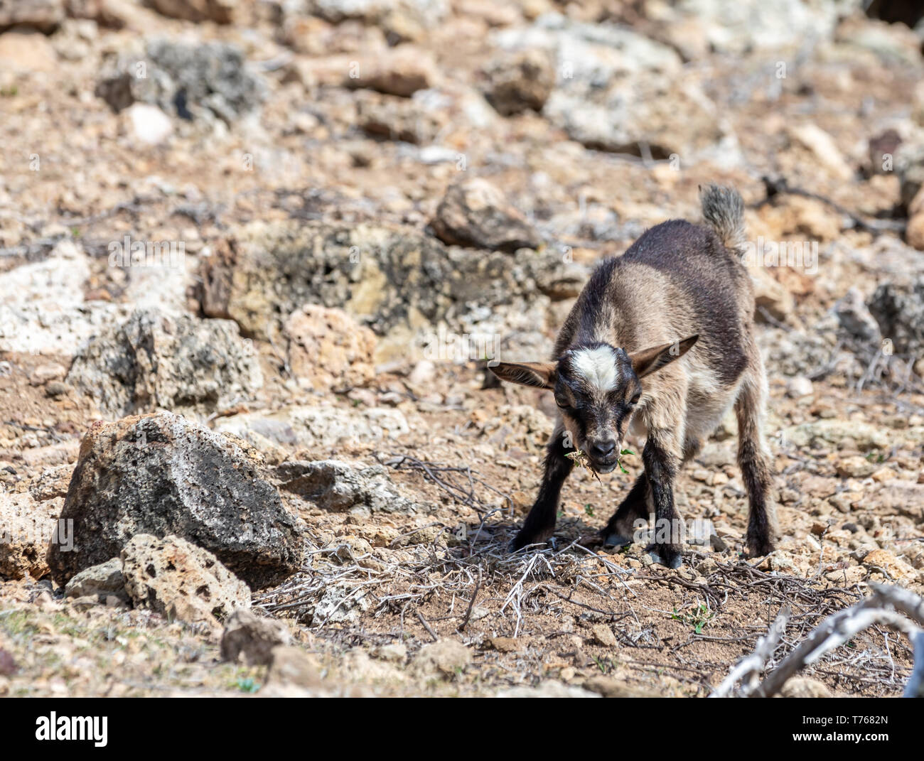 Goats at Grand Fond in St Barts Stock Photo