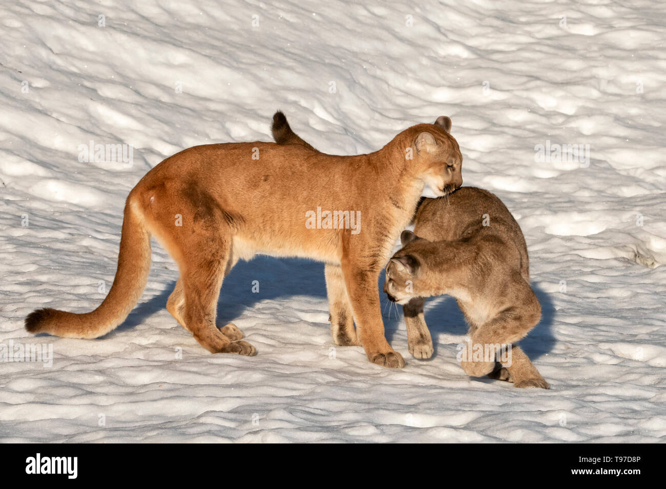 North America; United States; Montana;  Wildlife; Mammals; Predators; Felines; Mountain Lion; Felis concolor Stock Photo