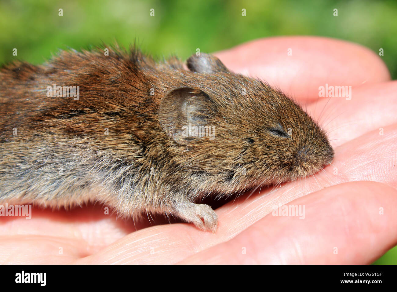 Field Vole a.k.a. Short-tailed vole Microtus agrestis Stock Photo