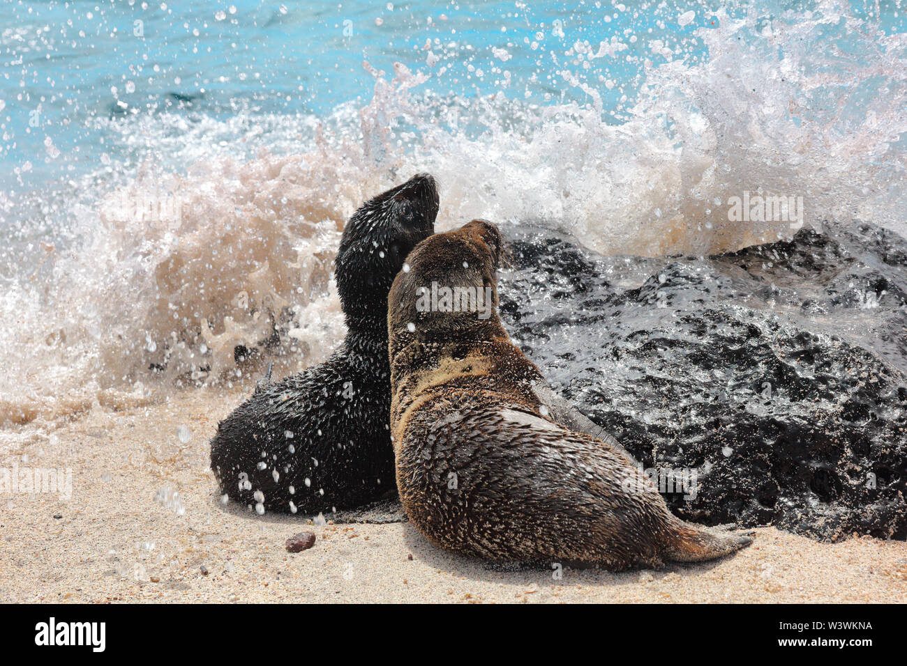 Galapagos Sea Lion cubs playful playing in sand and waves lying on beach on Galapagos Islands. Animals and wildlife nature on Galapagos, Ecuador, South America. Cute animals. Stock Photo