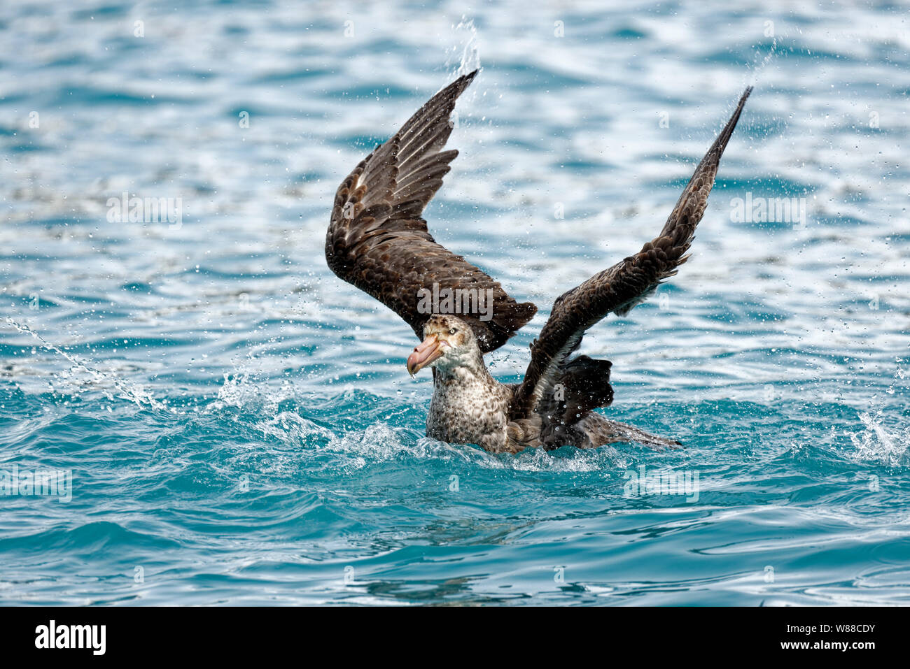 Southern Giant Petrel (Macronectes giganteus) takes a bath in the South Atlantic off the coast of South Georgia, South Georgia and the South Sandwich Stock Photo