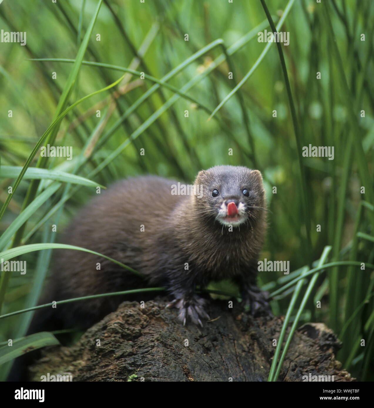 European mink (Mustela lutreola) Stock Photo