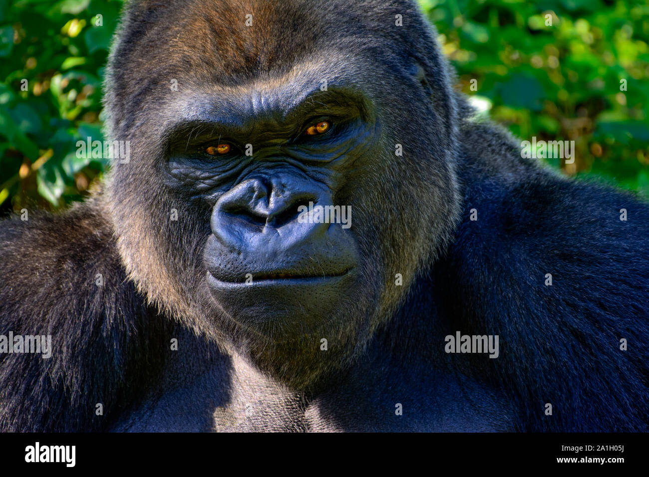 Männlichen Silberrücken Westlicher Flachlandgorilla lächelt, als er sein Frühstück isst. Stockfoto