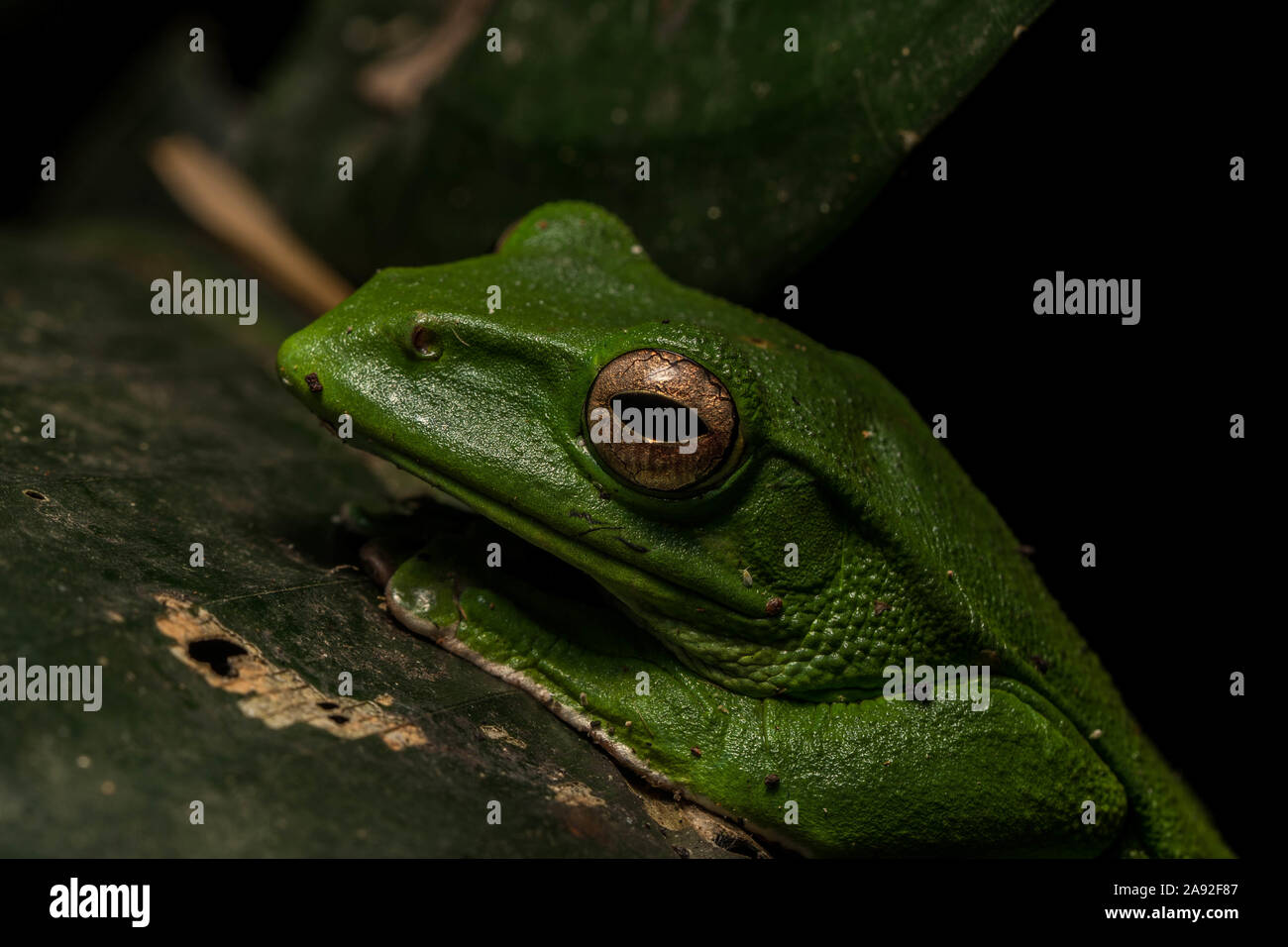 Große Treefrog (Zhangixalus dennysi) von Cúc Phương Nationalpark, Provinz Ninh Binh, Vietnam. Stockfoto