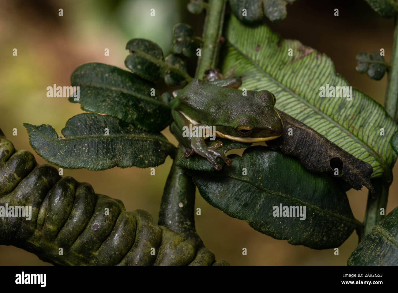 Große Treefrog (Zhangixalus dennysi) von Cúc Phương Nationalpark, Provinz Ninh Binh, Vietnam. Stockfoto