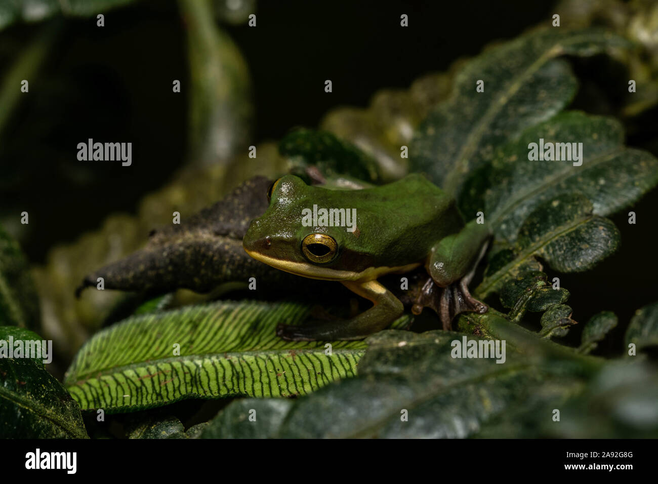 Große Treefrog (Zhangixalus dennysi) von Cúc Phương Nationalpark, Provinz Ninh Binh, Vietnam. Stockfoto