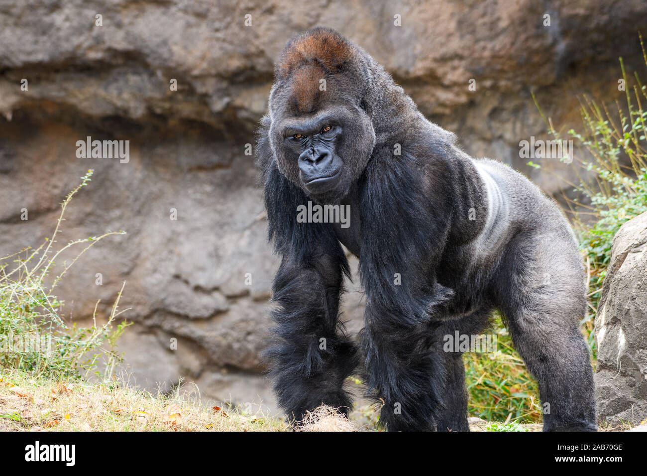 Männliche Silverback Westlicher Flachlandgorilla (Gorilla gorilla Gorilla) Stockfoto