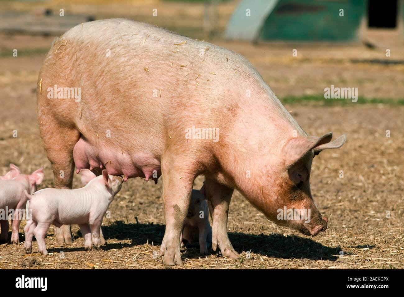 Frei laufenden säugende Ferkel mit Säen, Petershagen, Deutschland Stockfoto