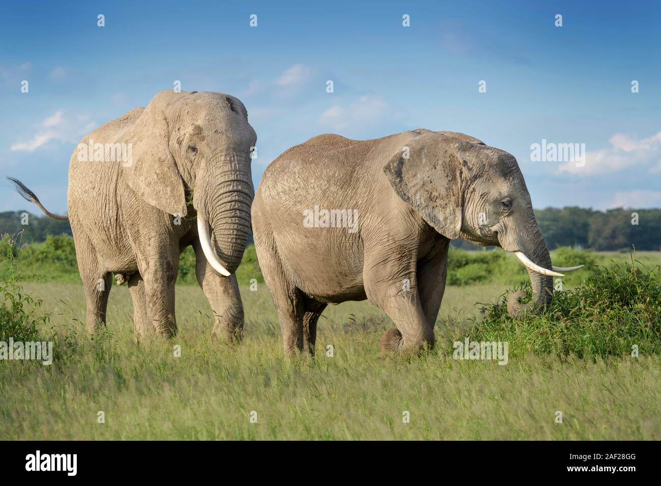 Afrikanischer Elefant (Loxodonta africana) Bull hinter Weibchen zur Paarung, Amboseli National Park, Kenia. Stockfoto