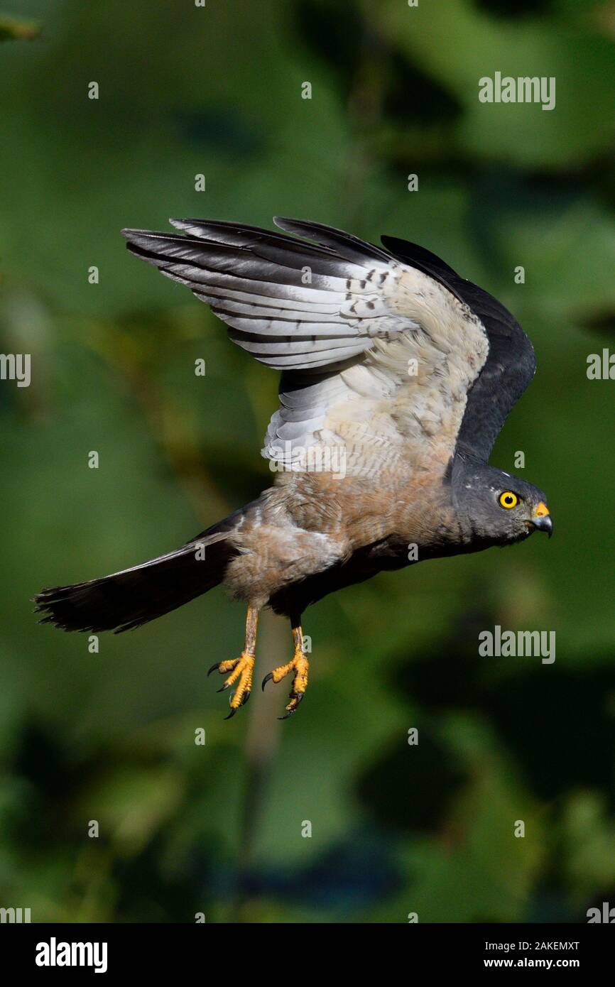 Chinesische Sperber (Accipiter soloensis) flying Guangshui, Provinz Hubei, China. Juli. Stockfoto