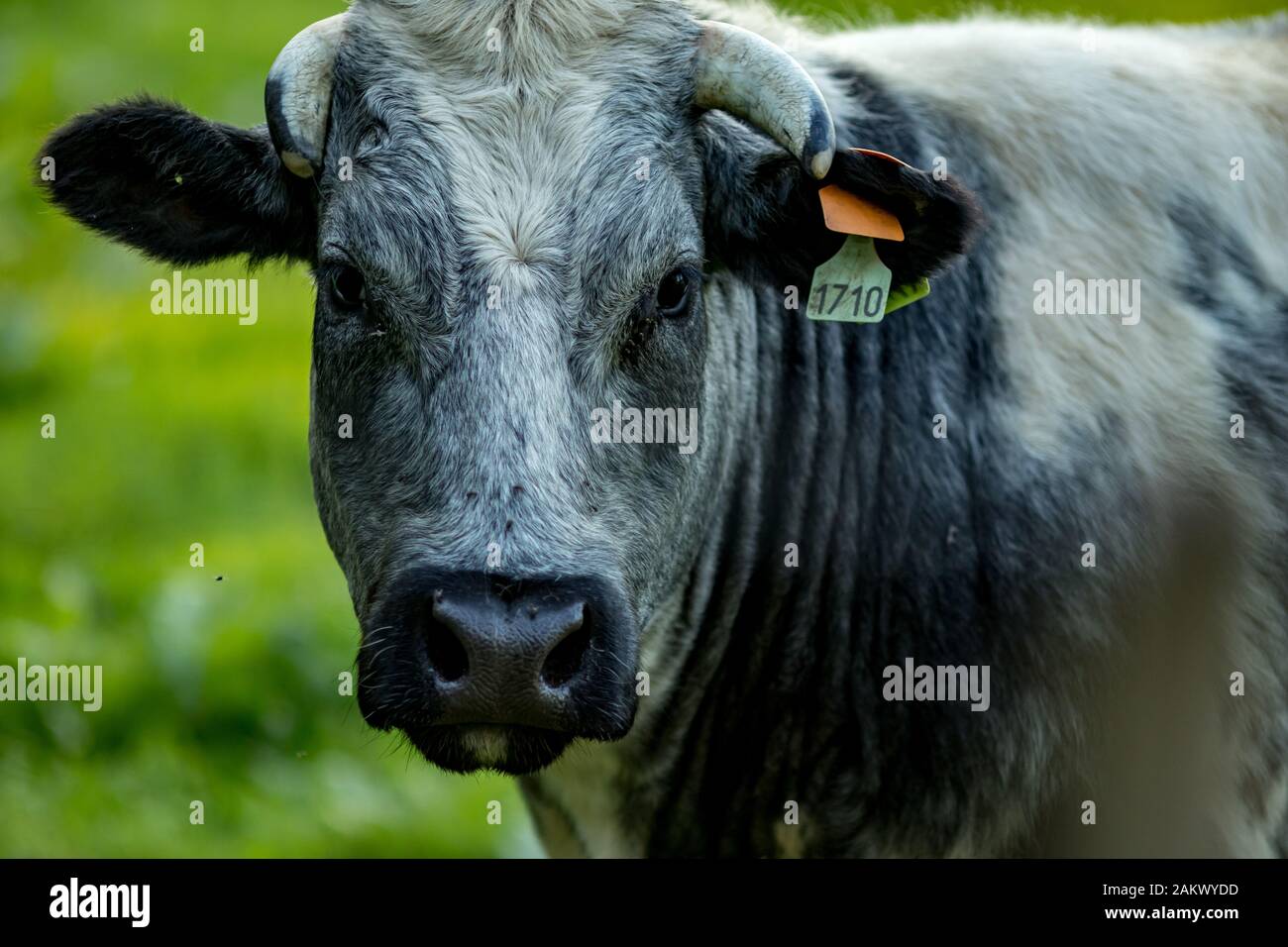 Nahaufnahme Portrait belgische Blaue Kuh, spezielle Fleischbrühe am Sommertag am Rasenplatz, Flämischer Teil, Belgien, Europa. Augenkontakt Stockfoto