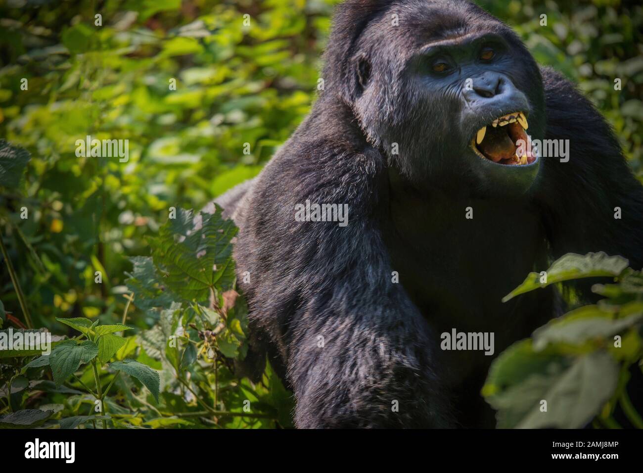 Eine seltene Ansicht einer silverback Mountain Gorilla Laden durch den Wald mit seinen Mund und Zähne, Wut und Aggression. Stockfoto