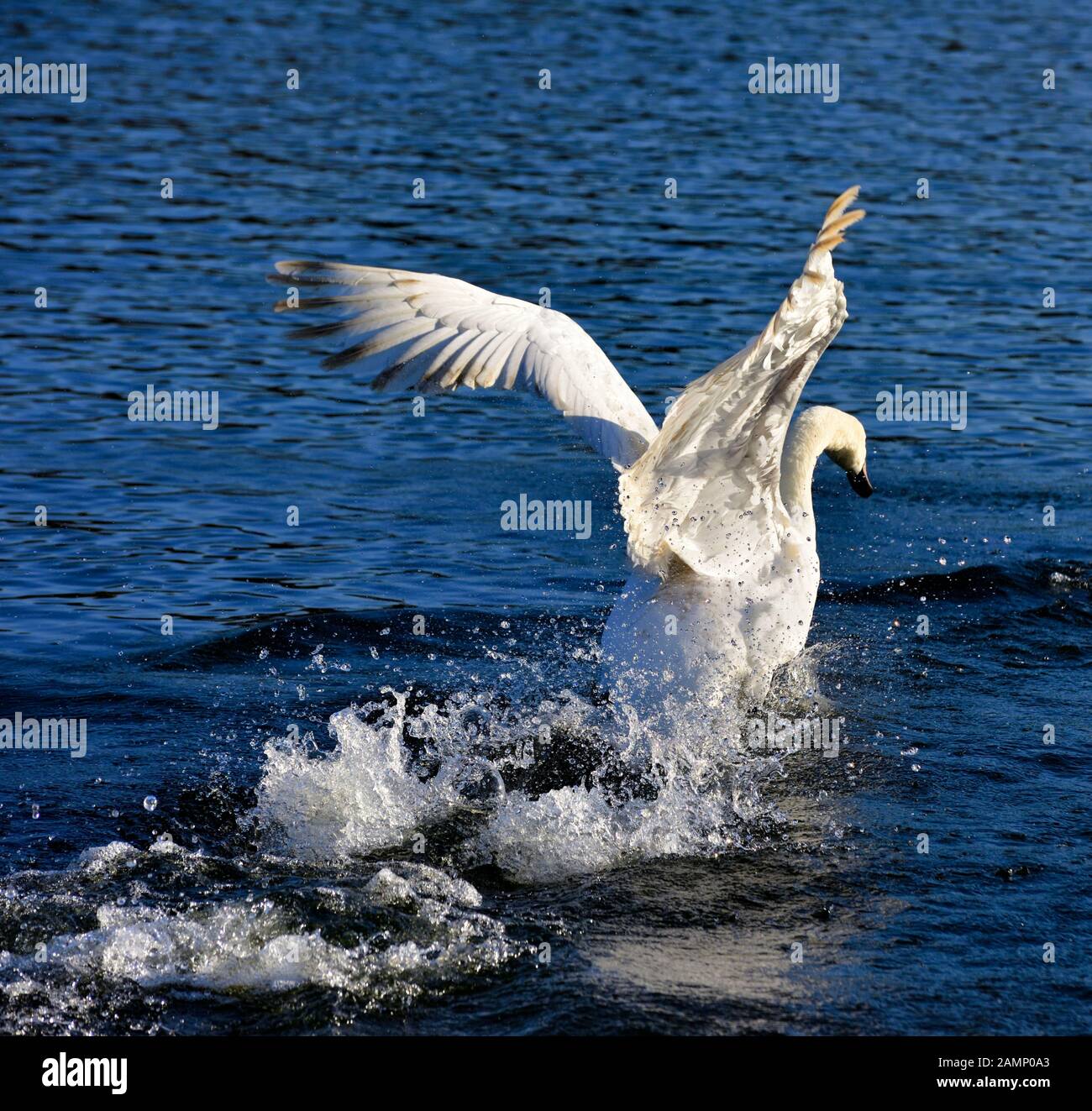 Höckerschwäne jagen über das Wasser Aggression zeigen, Schwäne Bridge, West Hallam, Firma Ilkeston, Nottingham, England, Großbritannien Stockfoto