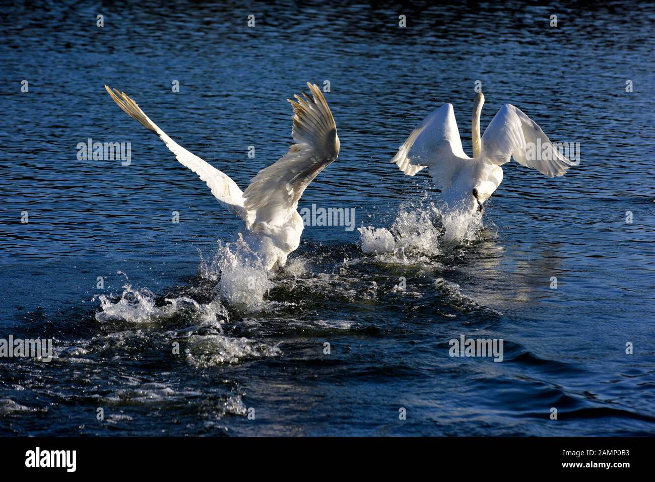 Höckerschwäne jagen über das Wasser Aggression zeigen, Schwäne Bridge, West Hallam, Firma Ilkeston, Nottingham, England, Großbritannien Stockfoto