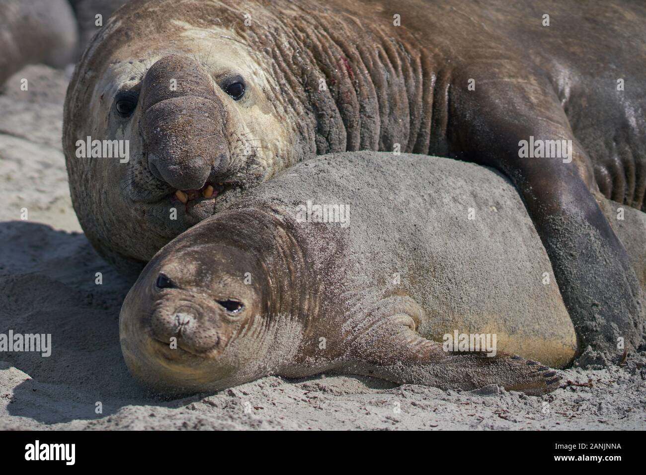 Das große männliche Southern Elephant Seal (Mirounga leonina) hält ein Weibchen während der Paarung auf Sea Lion Island auf den Falklandinseln um den Hals. Stockfoto