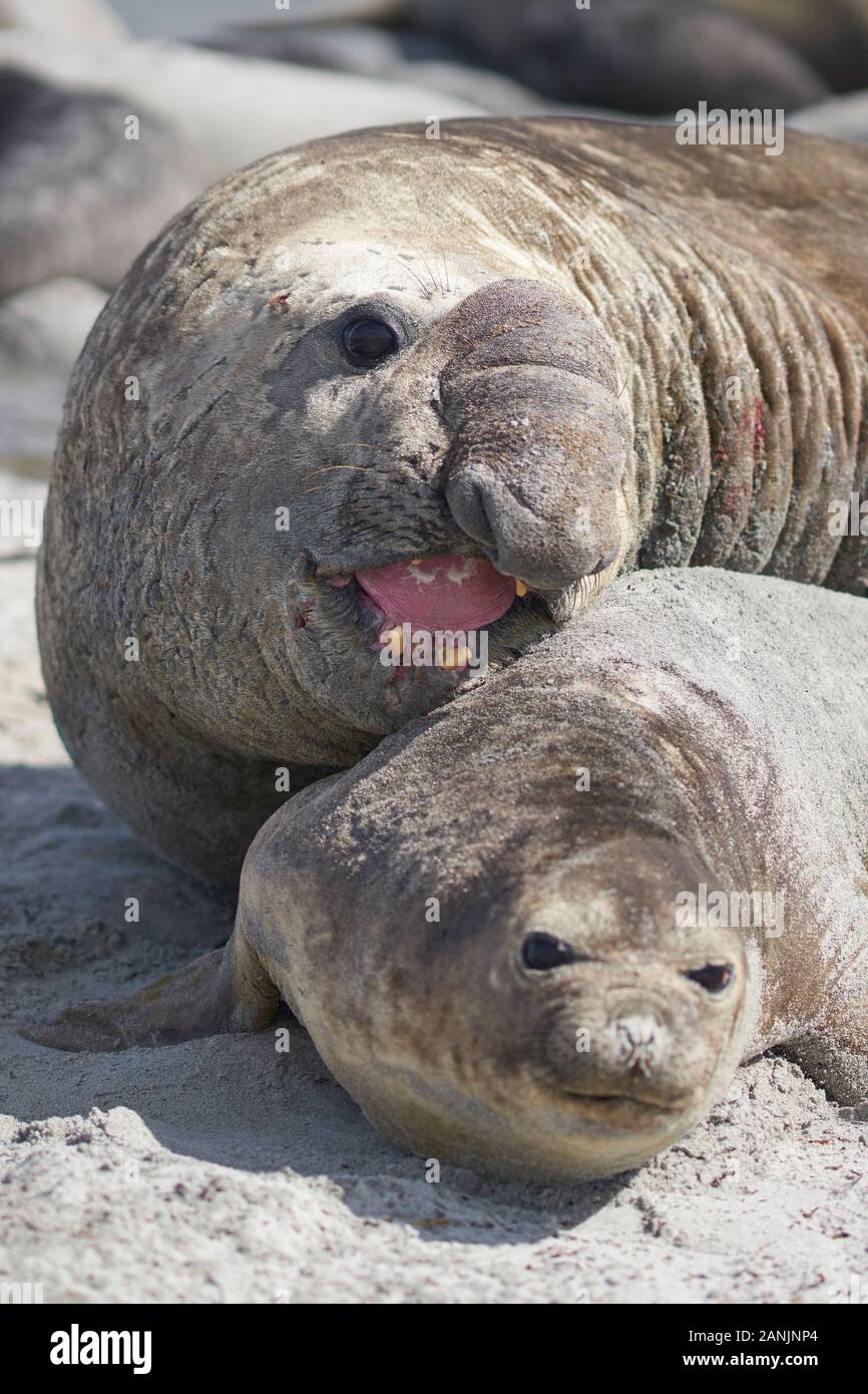 Das große männliche Southern Elephant Seal (Mirounga leonina) hält ein Weibchen während der Paarung auf Sea Lion Island auf den Falklandinseln um den Hals. Stockfoto