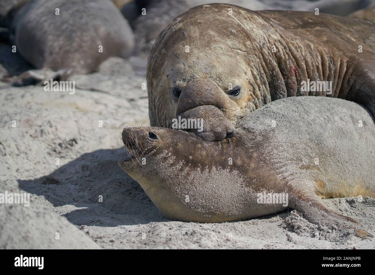 Das große männliche Southern Elephant Seal (Mirounga leonina) hält ein Weibchen während der Paarung auf Sea Lion Island auf den Falklandinseln um den Hals. Stockfoto