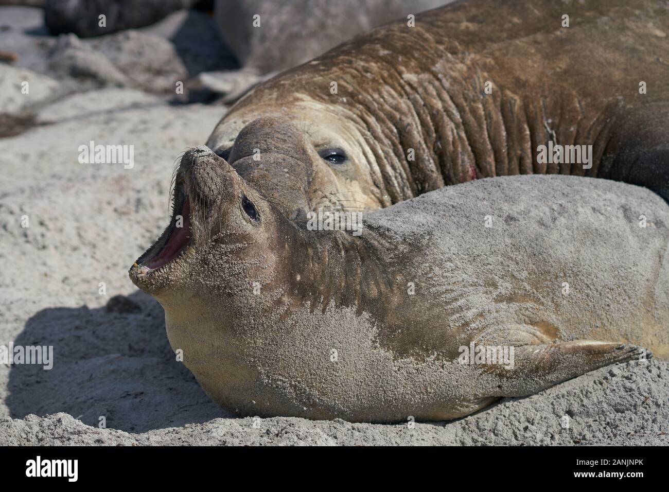 Das große männliche Southern Elephant Seal (Mirounga leonina) hält ein Weibchen während der Paarung auf Sea Lion Island auf den Falklandinseln um den Hals. Stockfoto