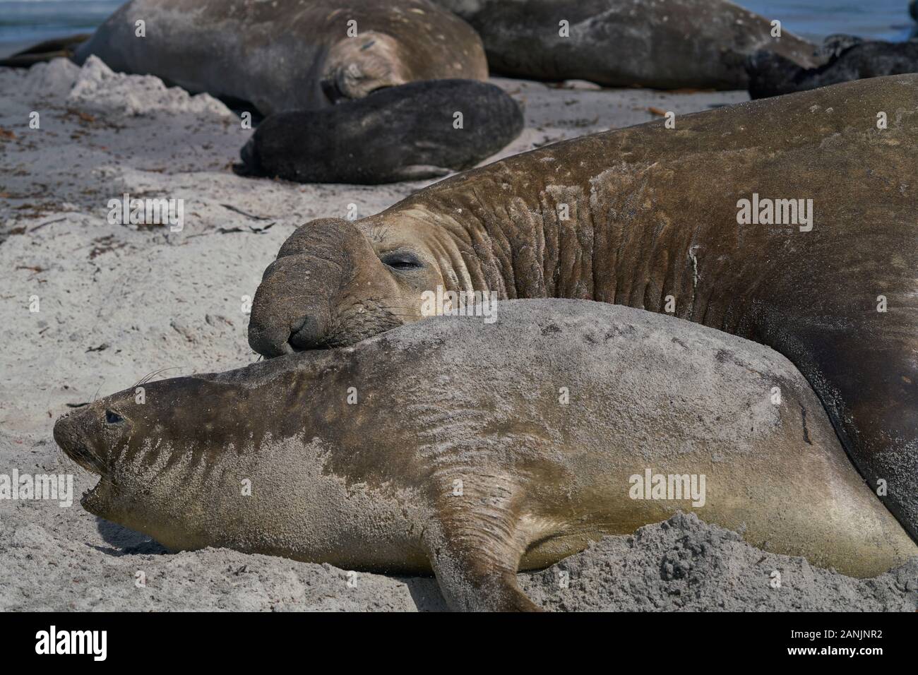 Das große männliche Southern Elephant Seal (Mirounga leonina) hält ein Weibchen während der Paarung auf Sea Lion Island auf den Falklandinseln um den Hals. Stockfoto