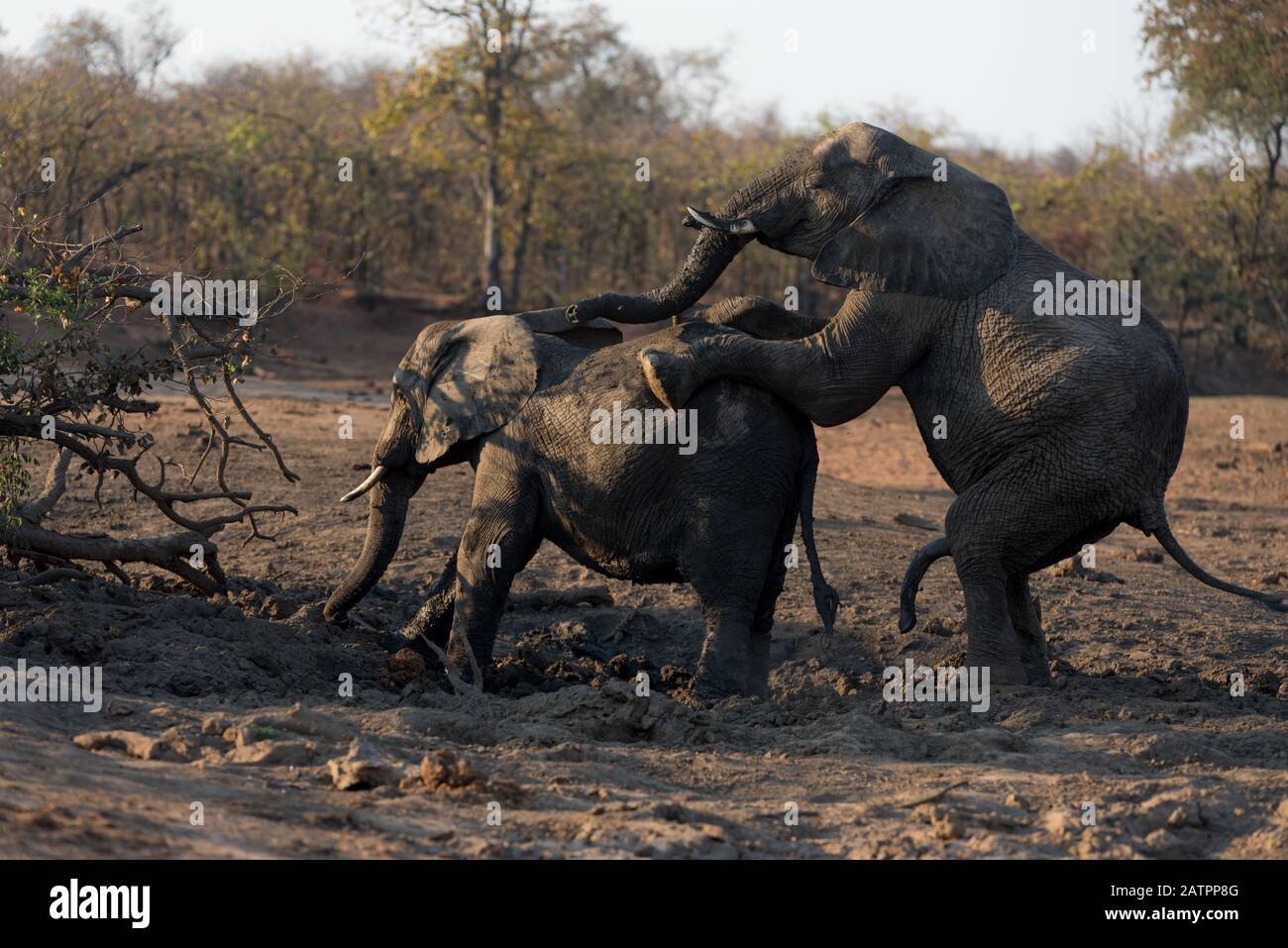 Elefanten, die sich in der Wildnis Afrikas paaren Stockfoto