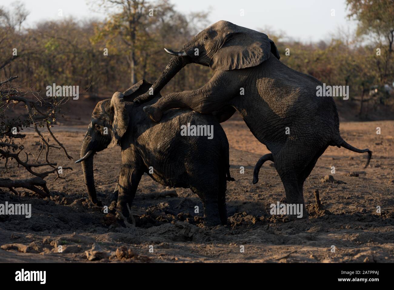 Elefanten, die sich in der Wildnis Afrikas paaren Stockfoto