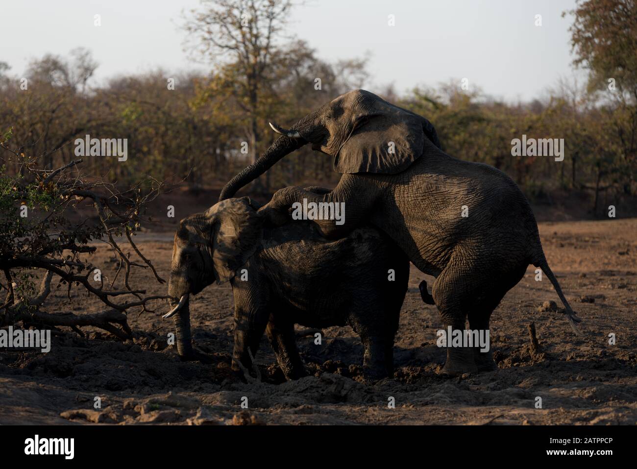 Elefanten, die sich in der Wildnis Afrikas paaren Stockfoto