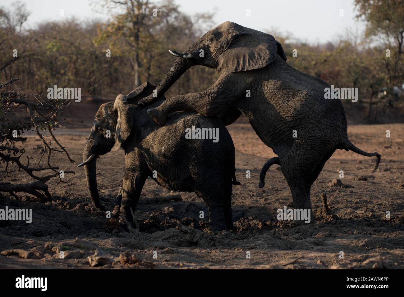 Elefantenmännchen und Elefantenweibchen paaren sich im schlammigen Boden Stockfoto