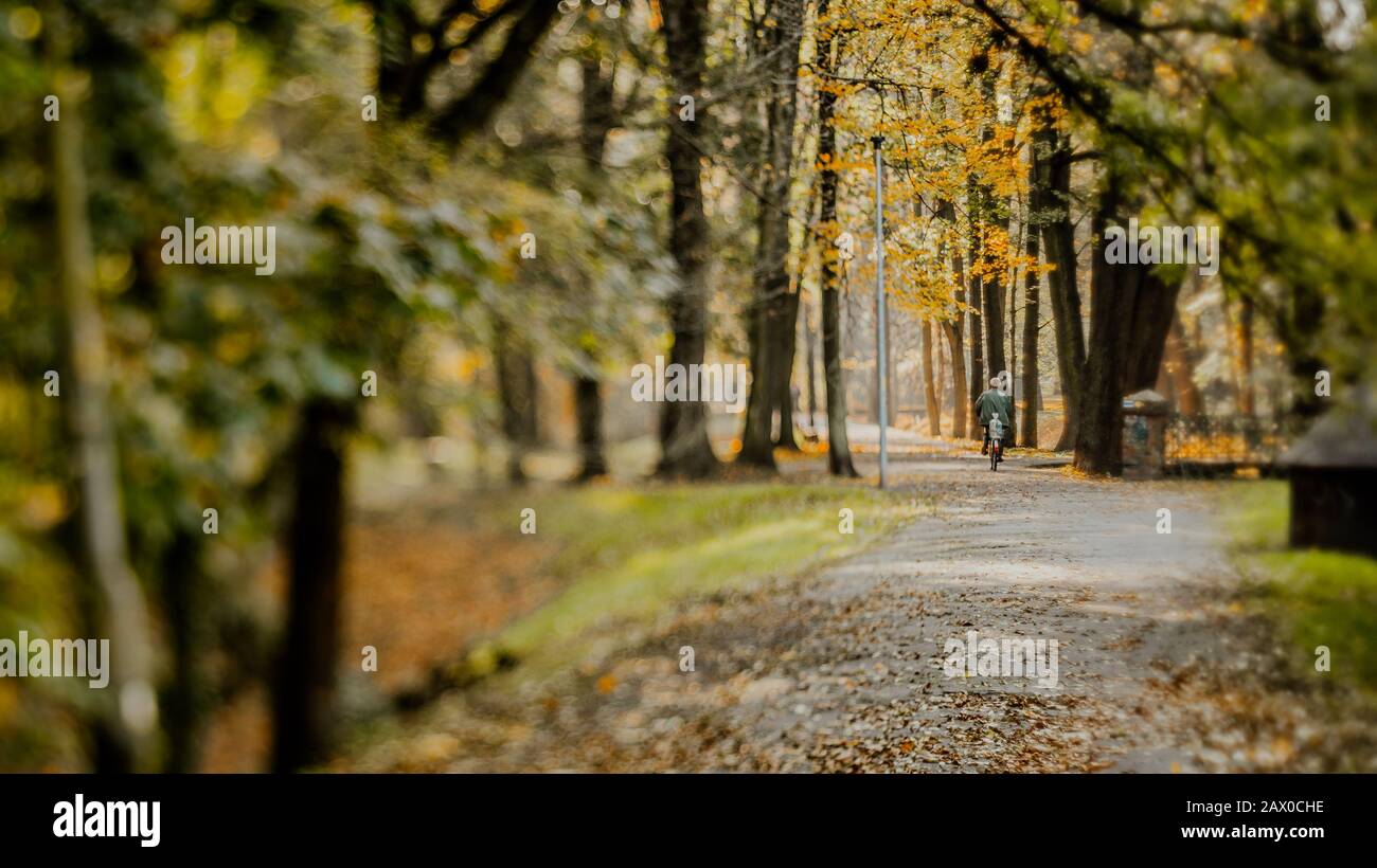 Ein älterer Herr fährt mit dem Fahrrad durch eine Herbstallee im Park Stockfoto