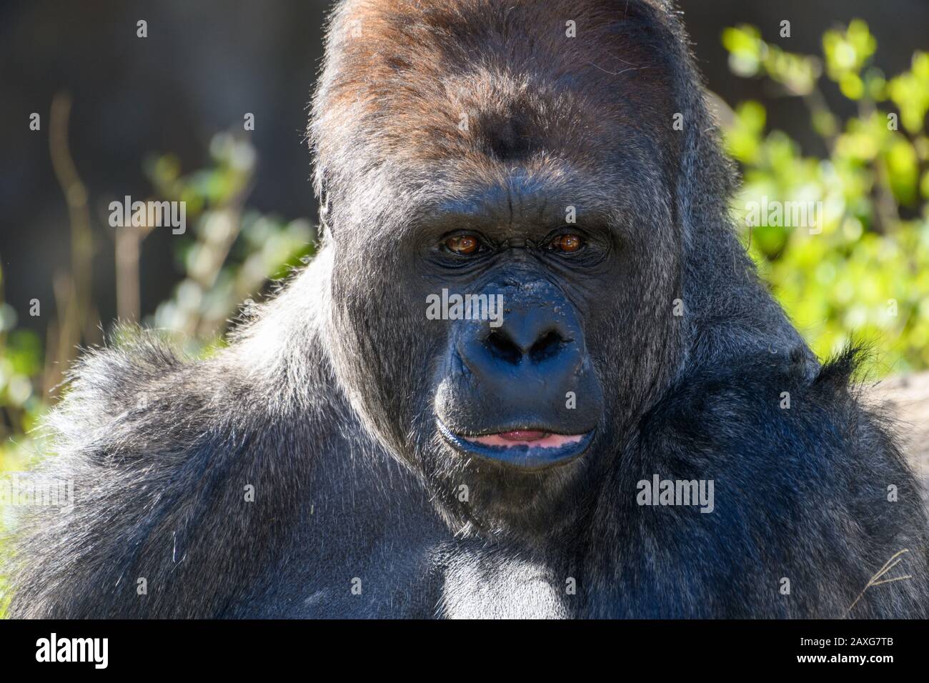 Westliche Lowland Gorilla (Gorilla, Gorilla, Gorilla) mit Pfadfinderoptik-Look im Gesicht Stockfoto