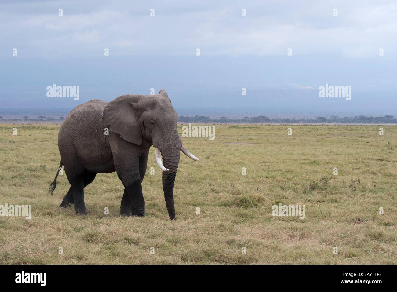 Ein männlicher afrikanischer Elefant (Loxodonta africana) im Must oder Must (hoher Testosteronspiegel während der Paarungszeit) im Amboseli-Nationalpark in Kenia. Stockfoto