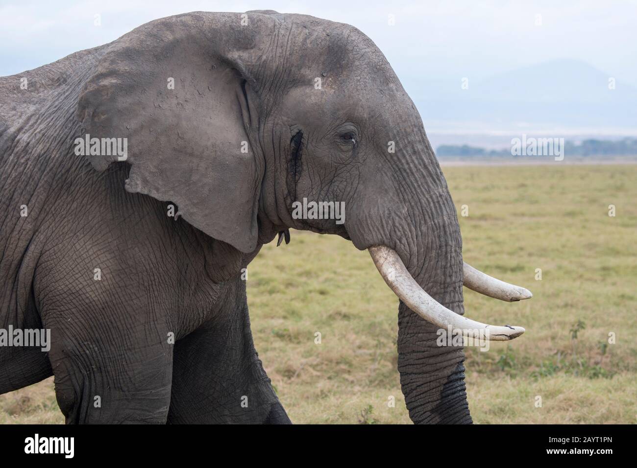 Nahaufnahme eines männlichen Afrikanischen Elefanten (Loxodonta africana) im Must oder Must (hoher Testosteronspiegel während der Paarungszeit) im Amboseli-Nationalpark in Stockfoto