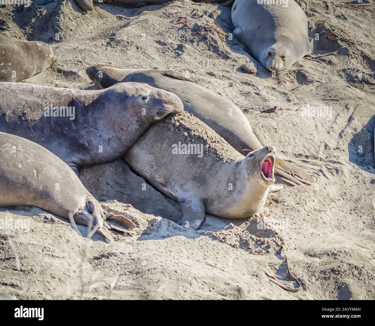 Ein weiblicher Elephant Seal (Mirounga angustirostris) Blasebalg aus Protest als ein männlicher Stier versucht sie zu montieren, bei Piedras Blancas, San Simeon, CA. Stockfoto