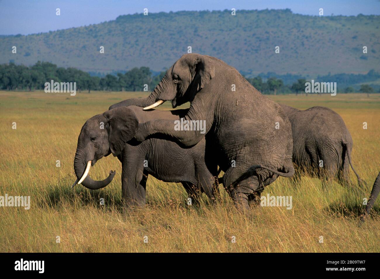 KENIA, MASAI MARA, GRASLAND, ELEFANTEN PAARUNG Stockfoto