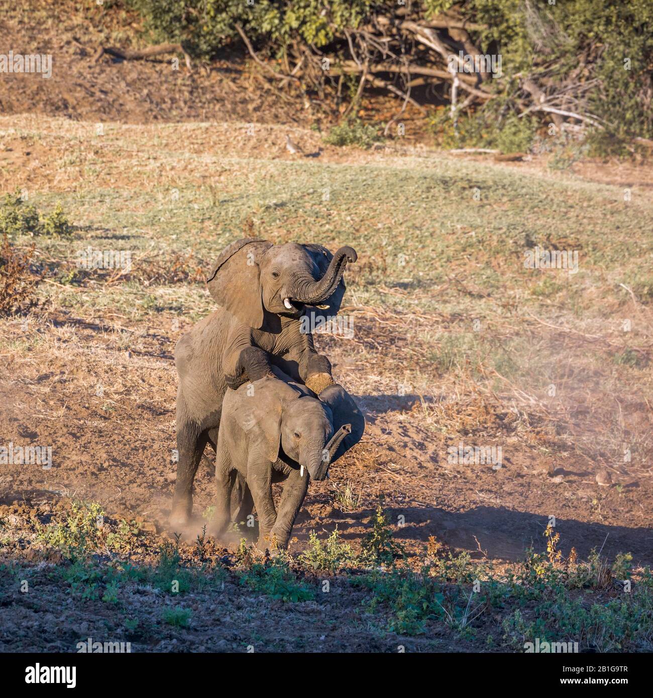 Zwei junge Afrikanische Busch-Elefanten spielen im Kruger Nationalpark, Südafrika; Specie Loxodonta africana Familie der Elephantidae Stockfoto