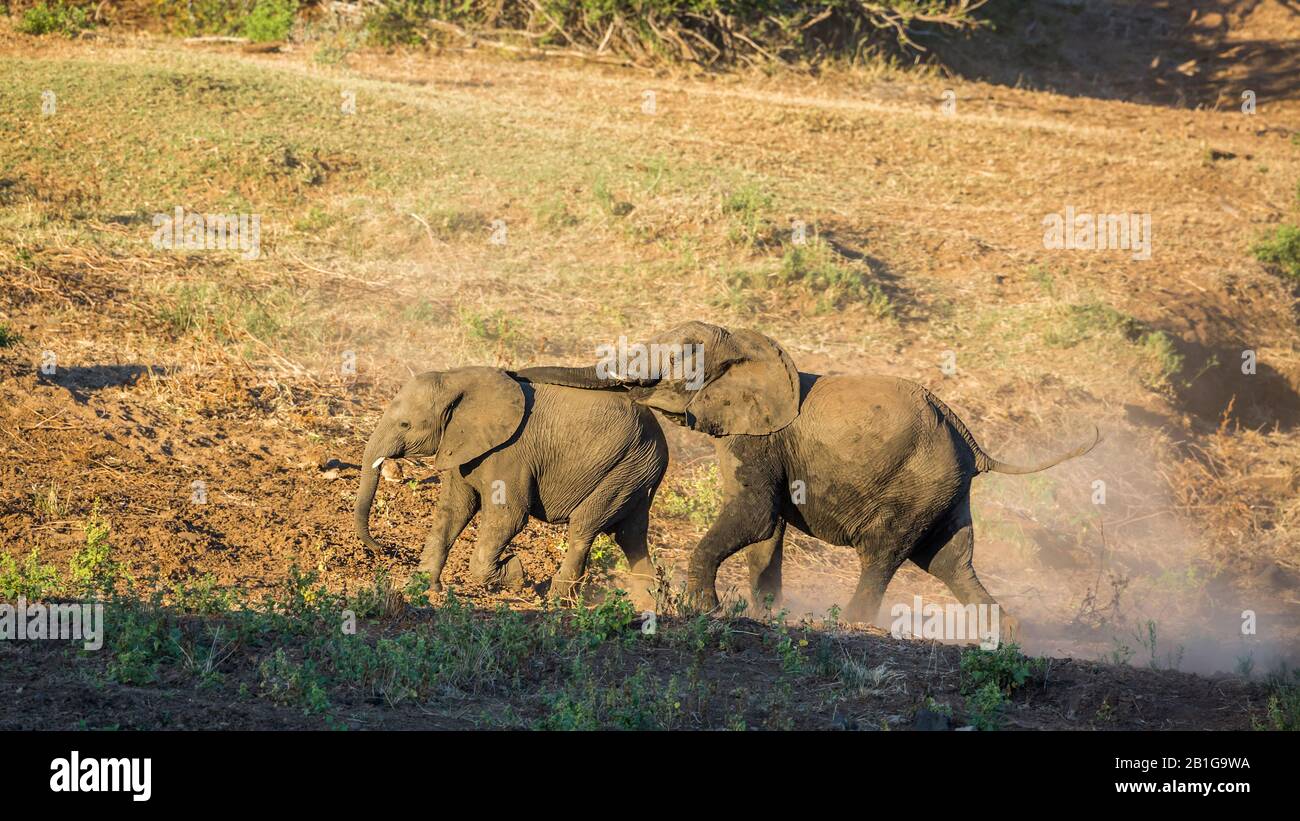 Zwei junge Afrikanische Busch-Elefanten spielen im Kruger Nationalpark, Südafrika; Specie Loxodonta africana Familie der Elephantidae Stockfoto