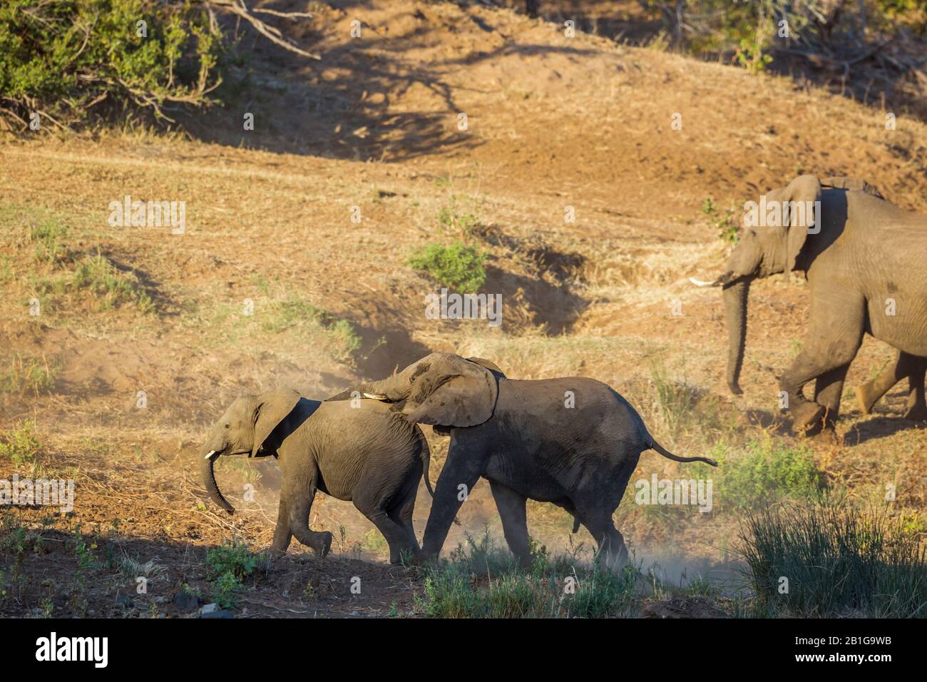 Zwei junge Afrikanische Busch-Elefanten spielen im Kruger Nationalpark, Südafrika; Specie Loxodonta africana Familie der Elephantidae Stockfoto