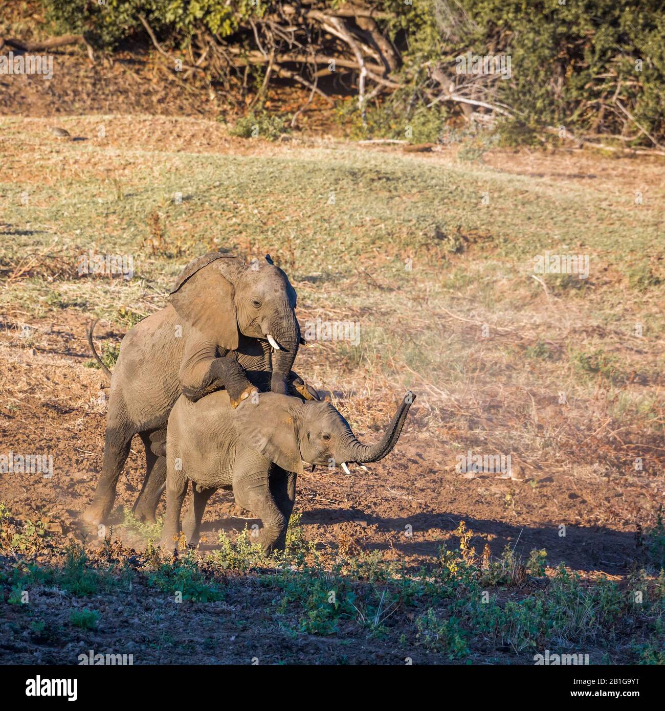 Zwei junge Afrikanische Busch-Elefanten spielen im Kruger Nationalpark, Südafrika; Specie Loxodonta africana Familie der Elephantidae Stockfoto