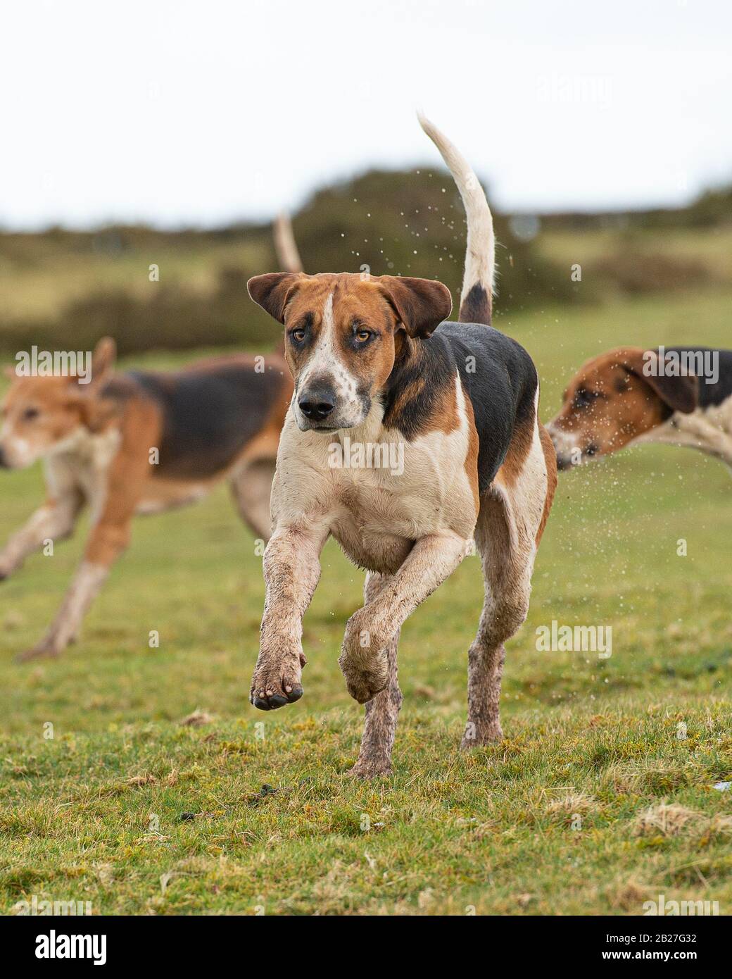 Packung von Jagdhunden Stockfoto